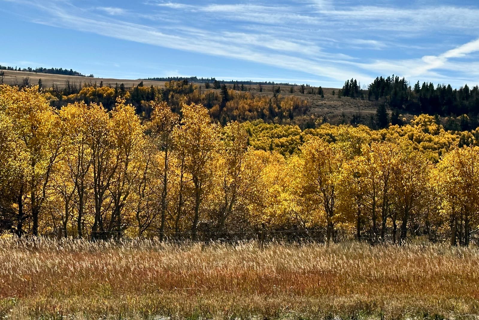 Golden aspens and sage meadow at the foot of the Wind River Mountains in Fremont County, Wyoming